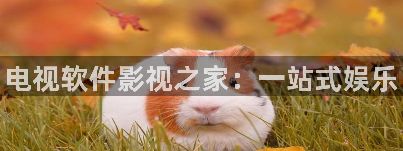 理论电影网站在线观看